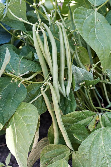 How to Plant and Grow Green Beans