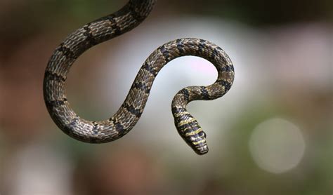 Chrysopelea – Flying snakes: facts, distribution & population | BioDB