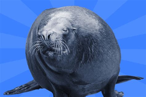 Sea Lion Meme Free Stock Photo - Public Domain Pictures