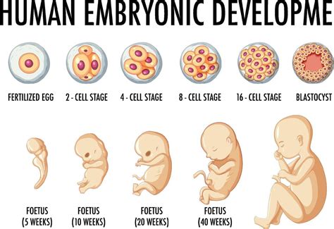 Human Embryo Development Stages