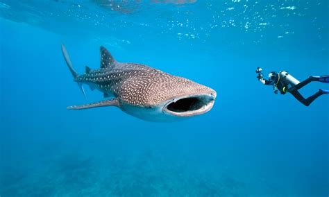 How to Ethically Swim with Whale Sharks in the Philippines – Wandering ...