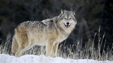 Gray wolves win in historic Colorado election - The Verge