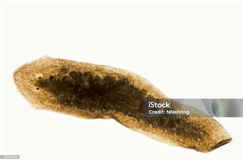 Planaria Dugesia Species Micrograph Stock Photo - Download Image Now ...