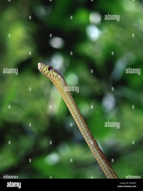 Green mamba snake Stock Photo - Alamy