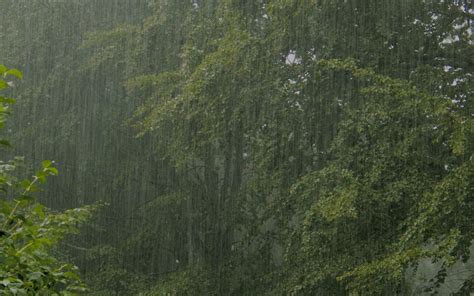 🔥 [30+] Raining Forest Wallpapers | WallpaperSafari