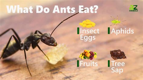 What Do Ants Eat? - IMP WORLD