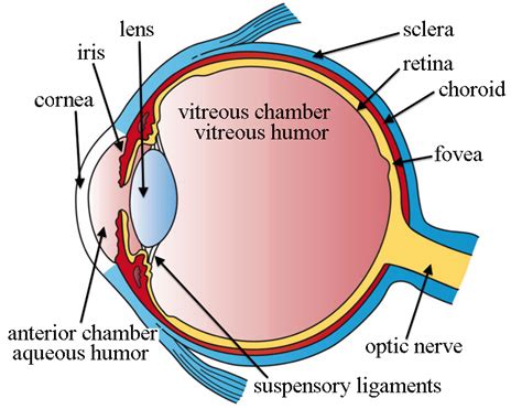 What Does the Eye Look Like? – Diagram of the Eye | Harvard Eye Associates