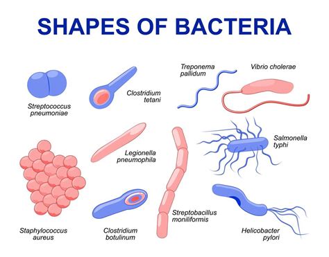 Draw Neat And Labelled Diagramdifferent Types Of Bacteria | Porn Sex ...