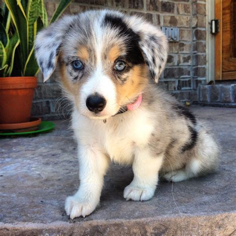 Husky Corgi Mix Puppies