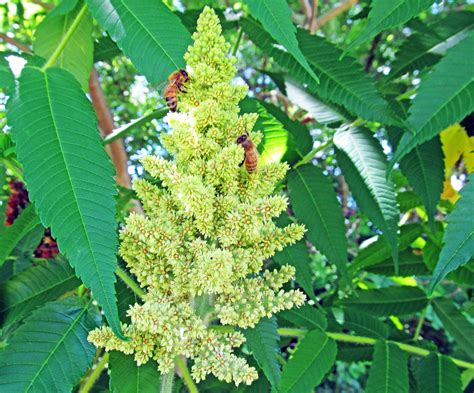 STAGHORN SUMAC: (Rhus typhina). Photographed June 13, 2016 in Center ...