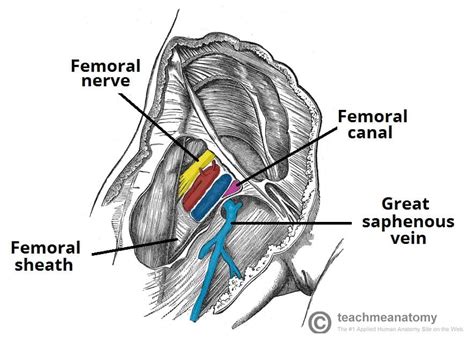 The Femoral Triangle - Borders - Contents - TeachMeAnatomy