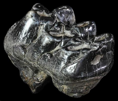 Mastodon Fossils For Sale - FossilEra.com