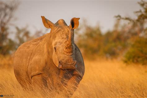 White Rhino in the African Bush : r/WildlifeAnimals