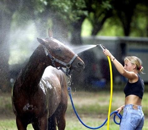 How To Care For Horses in The Heat | Cornerstone Equine Medical Service