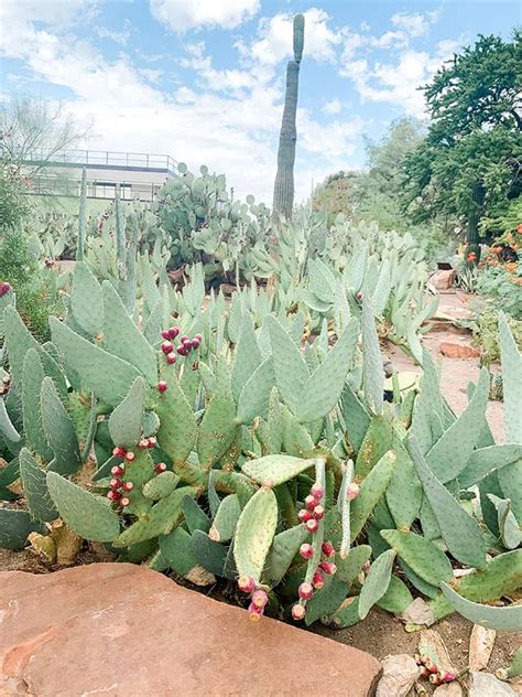 Ethel M Botanical Cactus Garden – Must Love Traveling