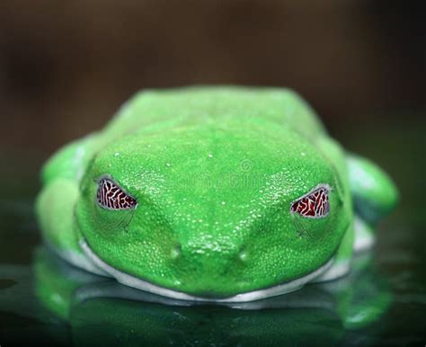 Red-Eyed Tree Frog Stock Photography - Image: 20402012