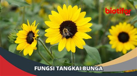 5 Fungsi Tangkai Bunga dan Cara Merawatnya, Simak! - Biotifor