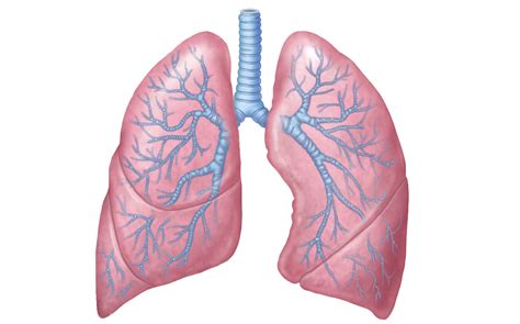 Lungs PNG transparent image download, size: 1352x844px