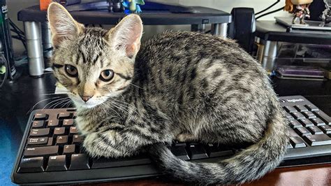 How to cat-proof your laptop or computer: Protect your desk area from ...