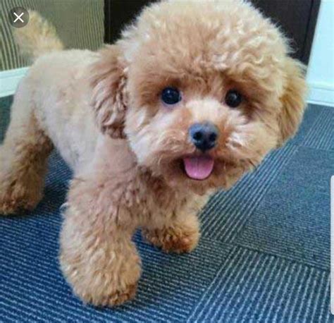 Pin by Diana Oquendo on Pups | Toy poodle puppy cut, Toy poodle puppy ...