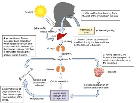 13.4: Vitamin D- Important to Bone Health and Beyond - Medicine LibreTexts