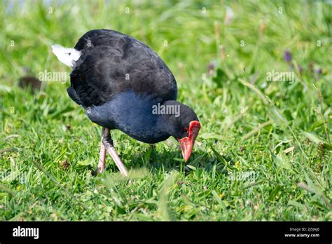 Pukeko native new zealand bird hi-res stock photography and images - Alamy