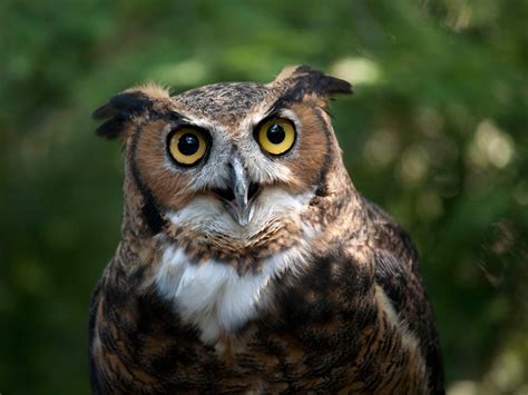 Great Horned Owl | Cleveland Museum of Natural History