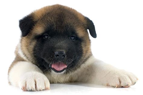 Akita Puppies For Sale - AKC PuppyFinder