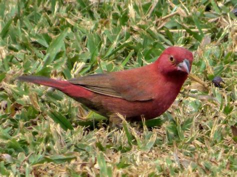 Black-bellied Firefinch (Lagonosticta rara), male | Kibale Forest NP ...