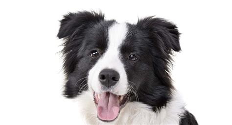 Border Collie Names - 350 Ideas Perfect For Clever Collies