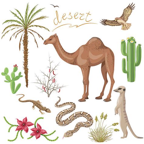 desert animals clipart 20 free Cliparts | Download images on Clipground ...