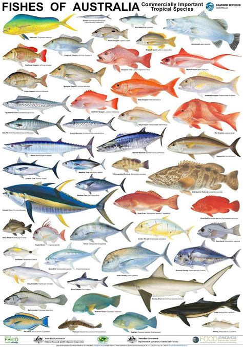 Pin by Zak Zych on Snorkeling in 2020 | Fish chart, Types of fish ...