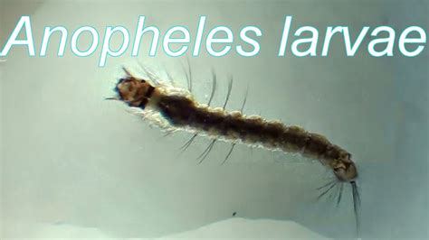 Free Picture Photograph Anopheles Stephensi Mosquito Larva