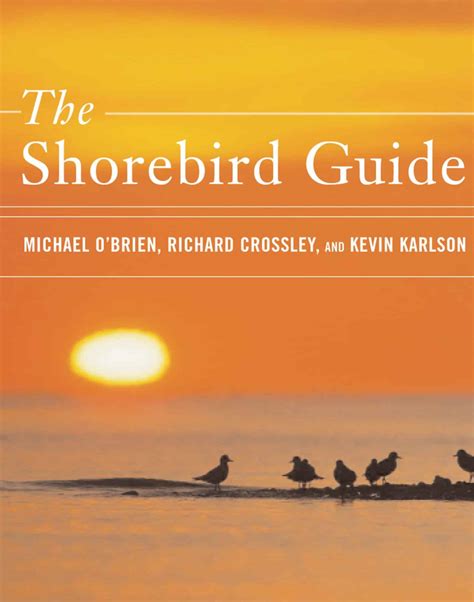 20 Types of Shorebirds in the United States! (ID Guide) - Bird Watching HQ