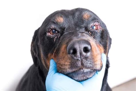 Dog Eye Allergies: Symptoms, Causes and Treatments, Home Remedies