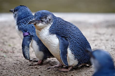 Little Penguin | Animal Wildlife