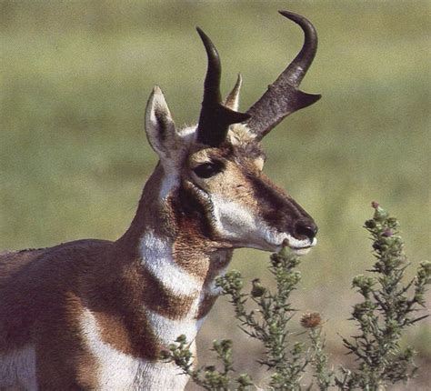 Pronghorn: Racers on the Great Plains (U.S. National Park Service)