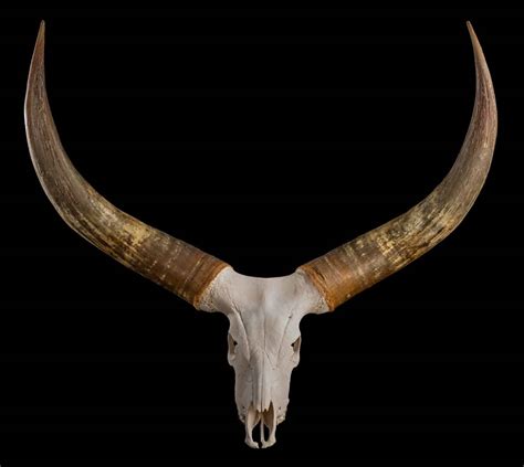 ANKOLE-WATUSI COW Taxidermy South Africa - Life-form Taxidermy