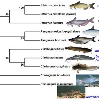 Summary of identification based on each species consensus barcoded ...