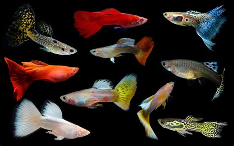 50+ Different Types of Guppies (With Pictures)