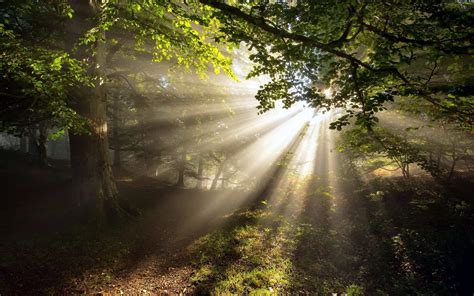 wallpaper images sunbeam Jesus Wallpaper, Forest Wallpaper, Full Hd ...