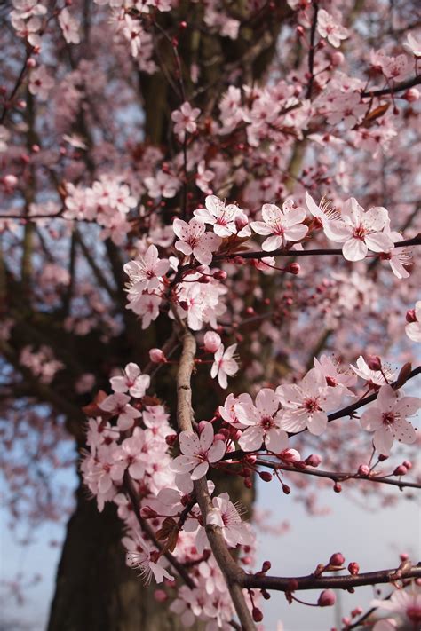 Free photo: Cherry Blossom Tree - Blooming, Blossoms, Cherry blossom ...