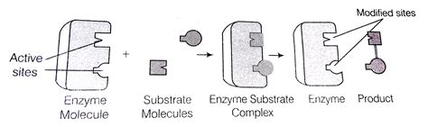 Enzyme Substrate Complex Equation