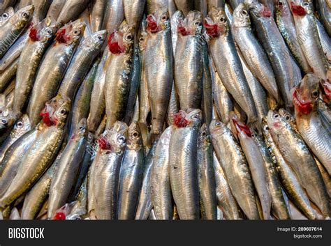 European Pilchard On Image & Photo (Free Trial) | Bigstock