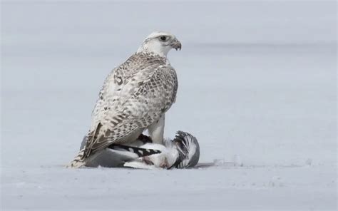 The Majestic Gyrfalcon: A Fascinating Arctic Predator | WorldWeet