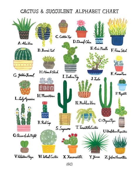 All Types Of Cactus With Names - img-berry