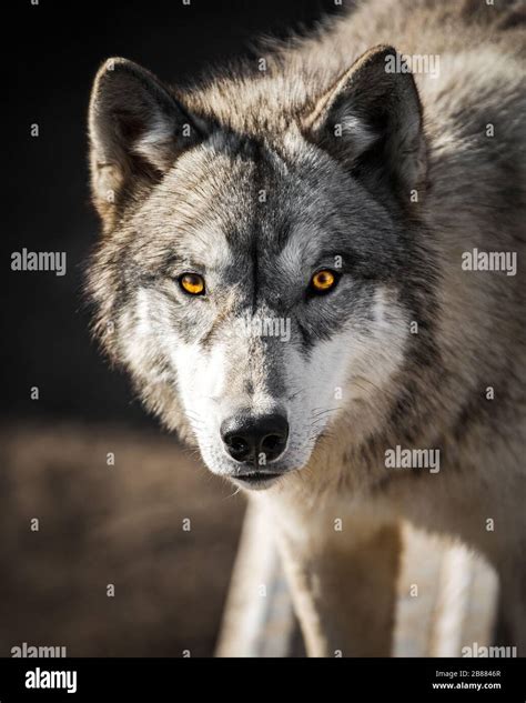 Staring into the yellow ember eyes of a male wolf animal portrait and ...