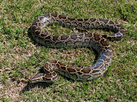 Jhajjar Bacholi Wildlife Sanctuary - in Punjab, India | Flora and Fauna ...