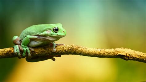 Green Frog Wallpaper - iPhone, Android & Desktop Backgrounds