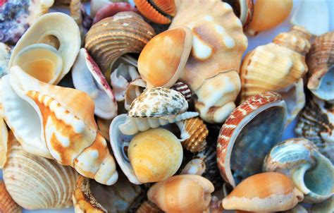 Collection Of Sea Shells Free Stock Photo - Public Domain Pictures